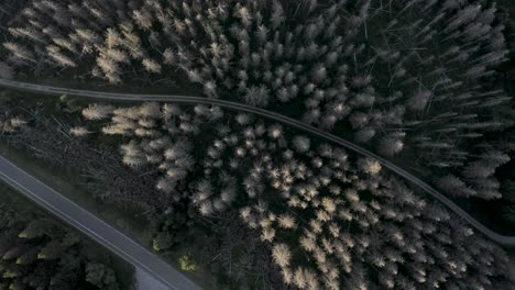 Vistas-Aéreas-De-Los-árboles-En-El-Parque-Nacional-De-Harz-Con-Escarabajo-De-Ambrosía-De-Madera-De-Roble-Durante-La-Puesta-De-Sol