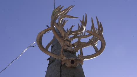 deer-antlers-on-a-telephone-pole