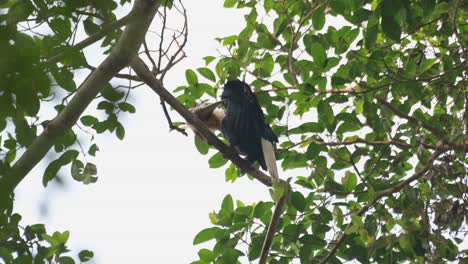 adornando su ala izquierda alcanzando las partes que pican con su largo pico, rhyticeros undulatus, macho, tailandia