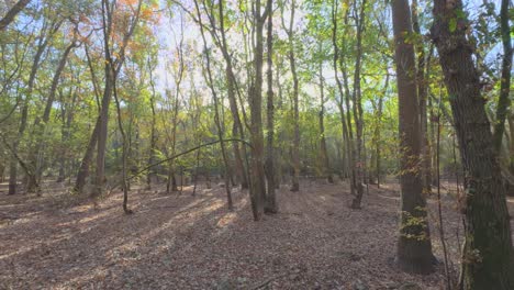 Gimbal,-walking-forward,-forest,-sun-rays-Colorful-autumn-in-the-mountain-forest-ocher-colors-red-oranges-and-yellows-dry-leaves-beautiful-images-nature-without-people