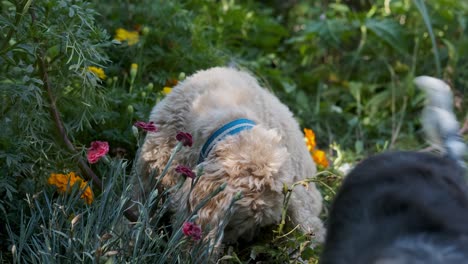 dos lindos amigos cachorros spaniel en un colorido jardín de flores verdes, enfoque suave fijo