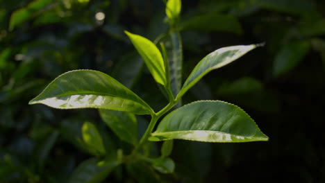 vista de cerca de una hoja de planta de té