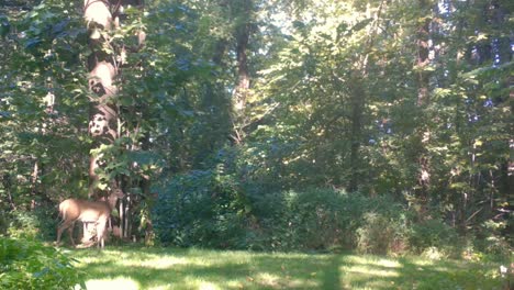 Forraje-De-Ciervos-De-Cola-Blanca-En-Las-Hojas-De-Un-árbol-Pequeño-En-Un-Claro-En-El-Bosque