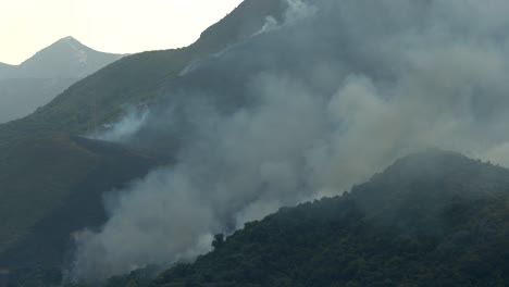 Misty-Forest-and-Montaña