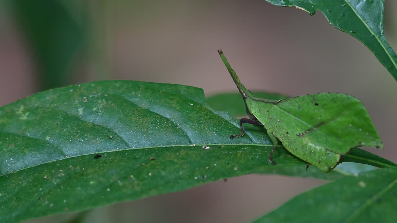 잎 위에서 더 가까이 움직이는 것처럼 보이는 시스텔라 라플레시 (systella rafflesii)