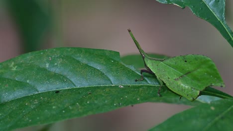 Visto-Más-De-Cerca-Moviéndose-Sobre-La-Hoja,-Ya-Que-También-Parece-Una-Hoja,-Saltamontes-De-Hoja-Systella-Rafflesii,-Tailandia