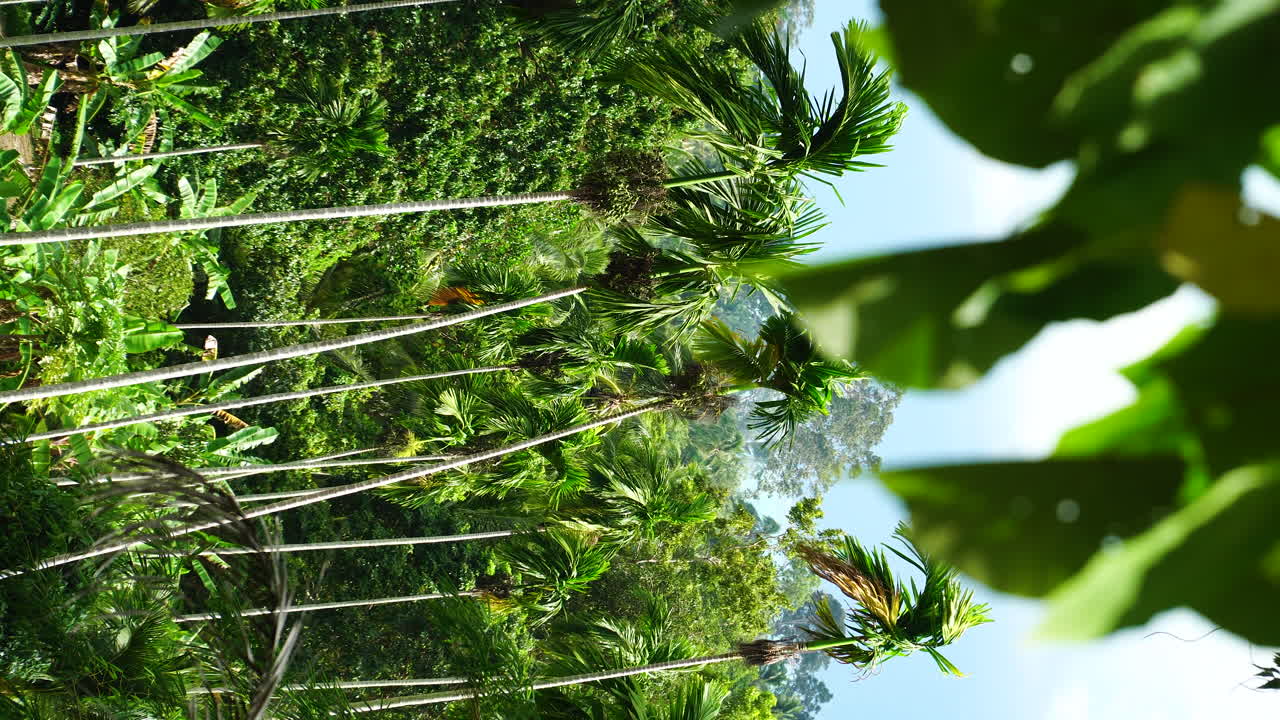 palmeras de molino de viento chinas