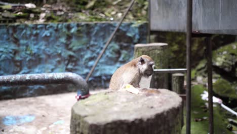 macaco de cola larga mirando a su alrededor en las cuevas de batu
