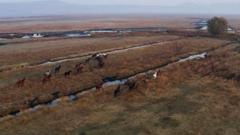 beautiful wild horses running in the open kayseri area at sunrise in turkey