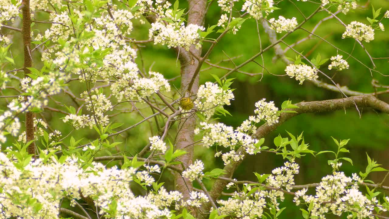 Bird in white cherry blossom fruit tree flowers, nature in spring bloom