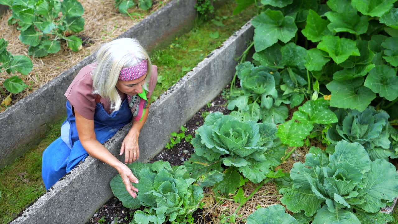 Woman tending to her cabbage garden in raised beds