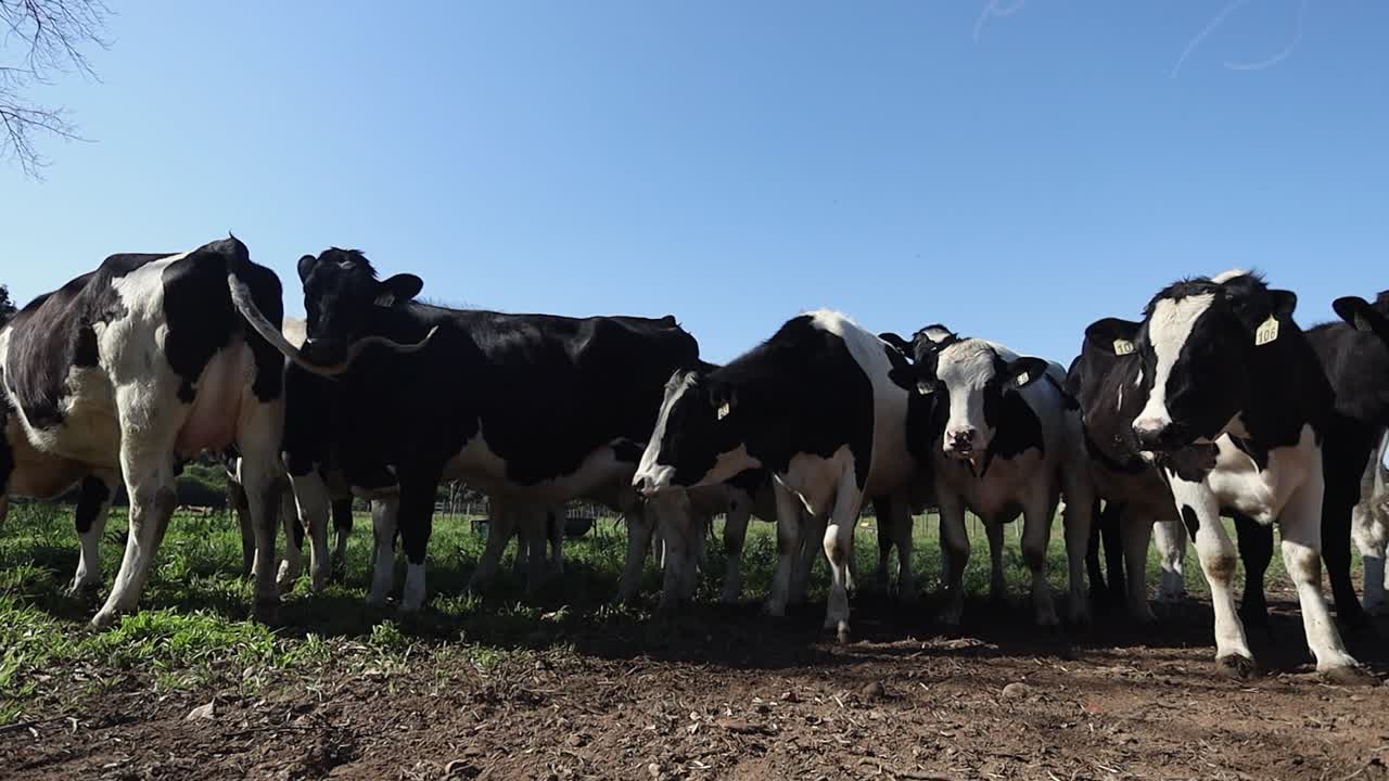 Low angle view of Holstein dairy cows in paddock against blue sky