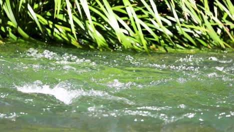 clear stream water flows swiftly past lush grass in a sunlit forest, medium steady shot