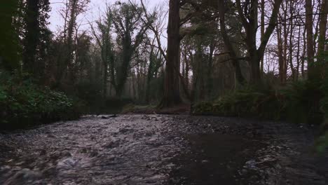 Bewegt-Sich-Langsam-über-Den-Waldfluss