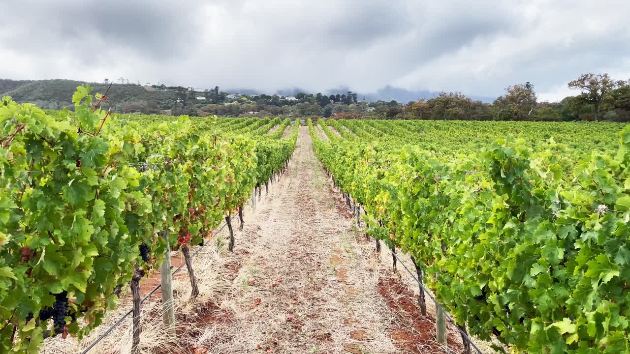 Walking Through Famous Vineyard in Western Cape Region of South Africa