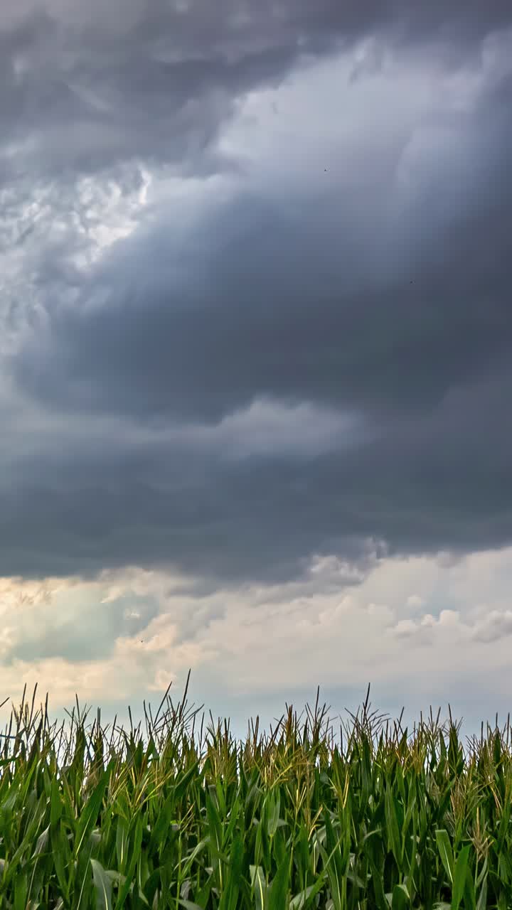 Awan badai bergulung di atas ladang pedesaan, alam dengan cuaca dramatis, close-up rumput di ladang, vertikal