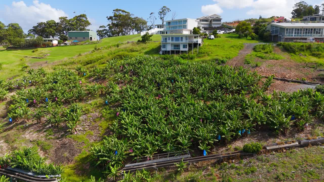 Aerial: banana plantation during the day with houses in Australia, orbit drone shot