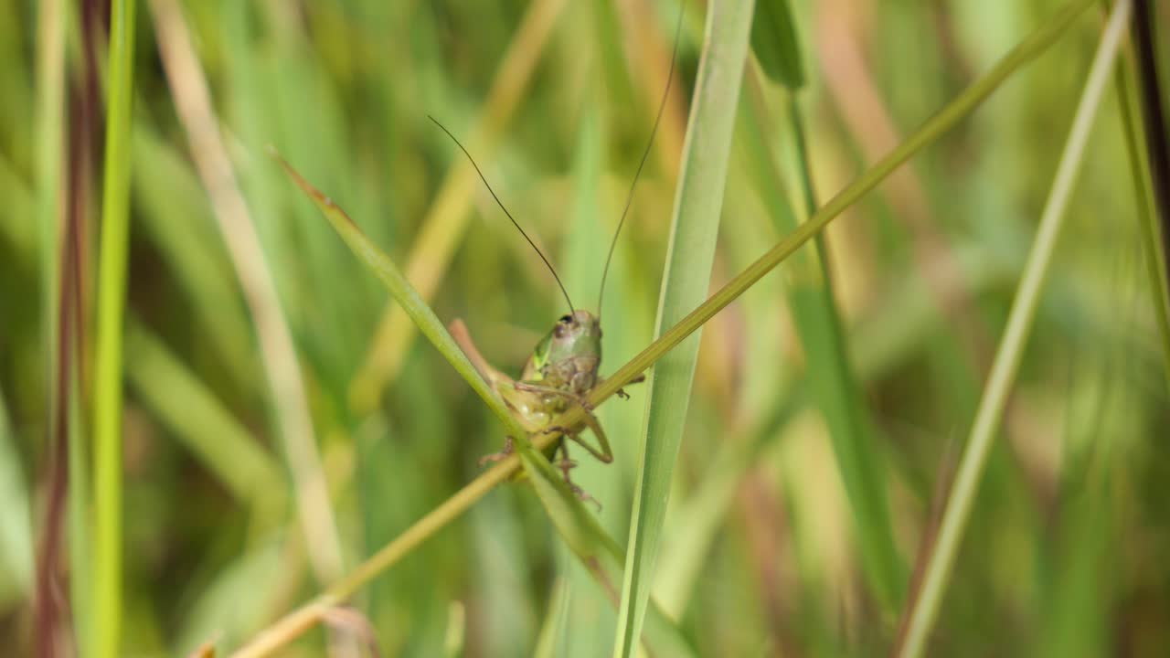 un pequeño saltamontes verde sentado en hojas verdes de hierba en un prado