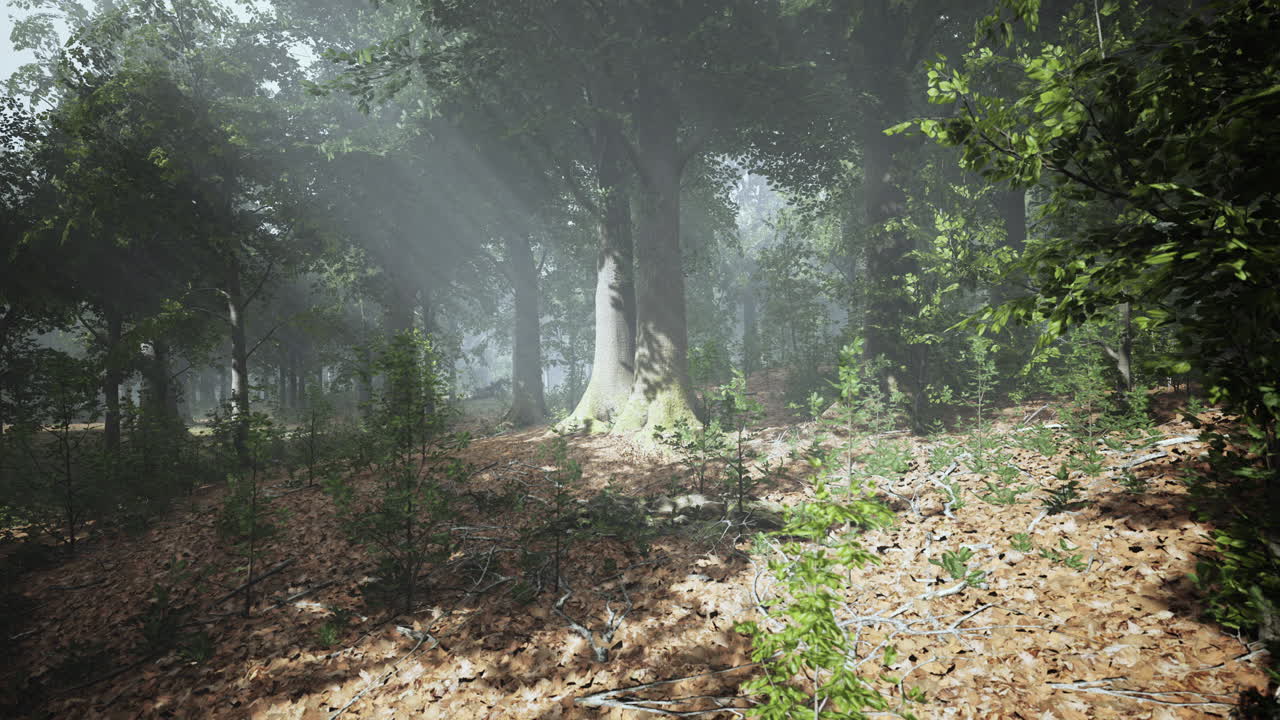 숲 속의 아름다운 아침