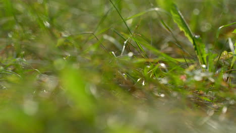 closeup of green grass in the garden