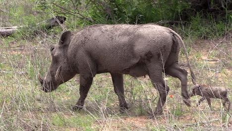 detail of female warthog with her newborn young