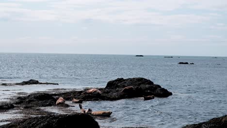 Seals-By-The-Shoreline-Of-Ytri-Tunga-Beach-In-Summer-In-Snaefellsnes-Peninsula,-Iceland