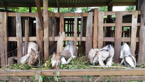 several goats in the pen are eating grass