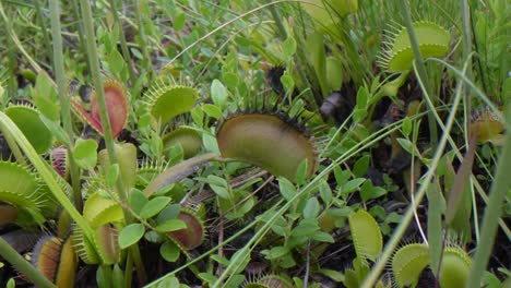 slow camera pan over venus flytraps