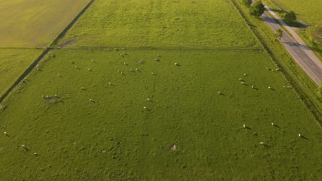 Aerial---lush-green-field-in-golden-hour-sunlight-with-numerous-sheep-in-New-Zealand-countryside