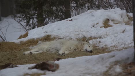 lobo blanco tomando una siesta rodeado de nieve