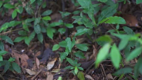 Mariposas-Volando-Entre-Los-Arbustos-En-El-Parque-Salto-Encantado-Ubicado-En-Misiones,-Argentina