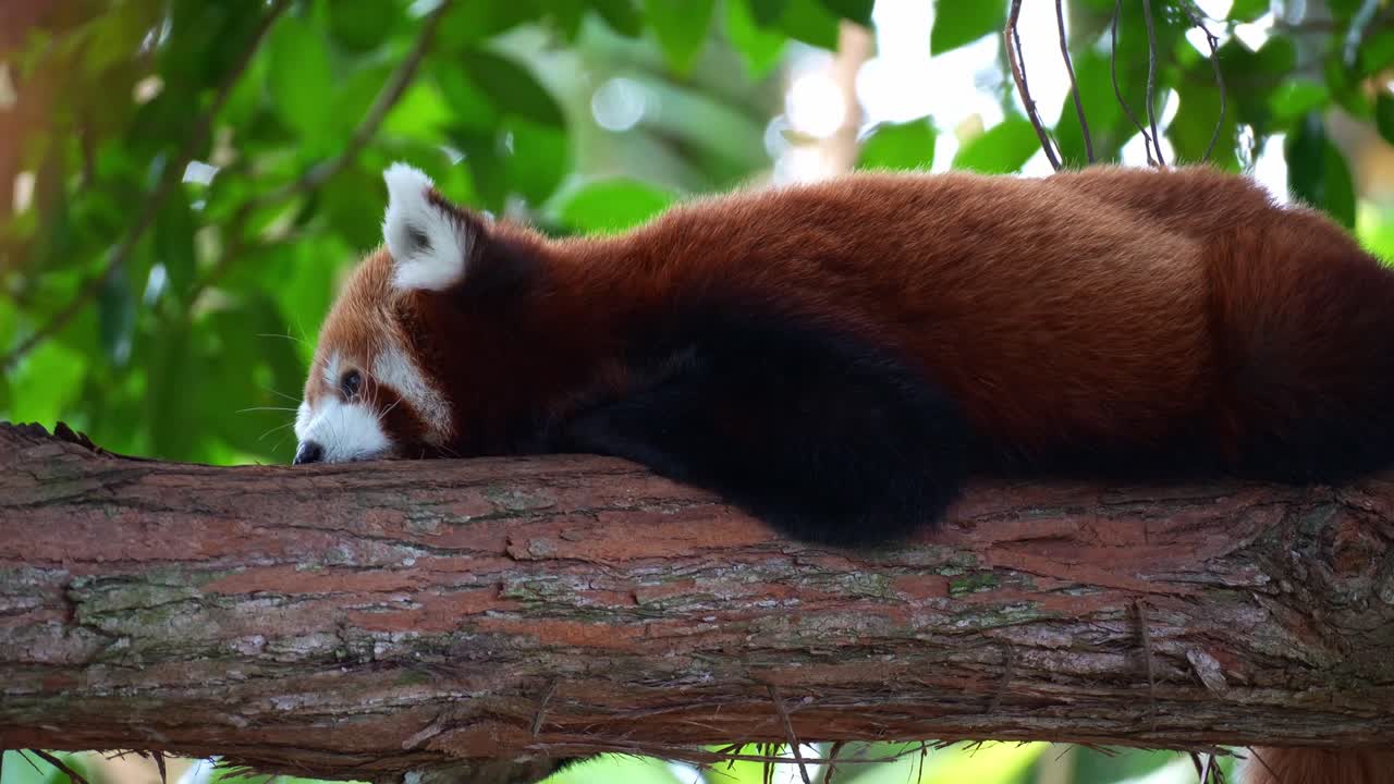 Primo piano di un panda rosso (Ailurus fulgens) appoggiato sul ramo di un albero in una giornata tranquilla