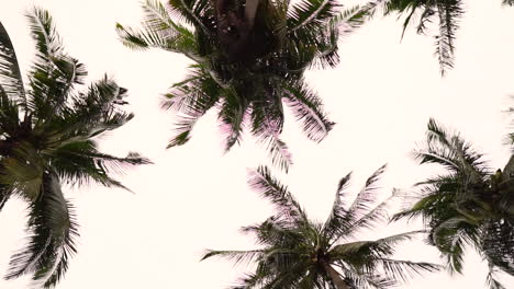 Spinning-view-of-palm-trees-while-facing-upwards-towards-the-cloudy-sky-in-Vietnam