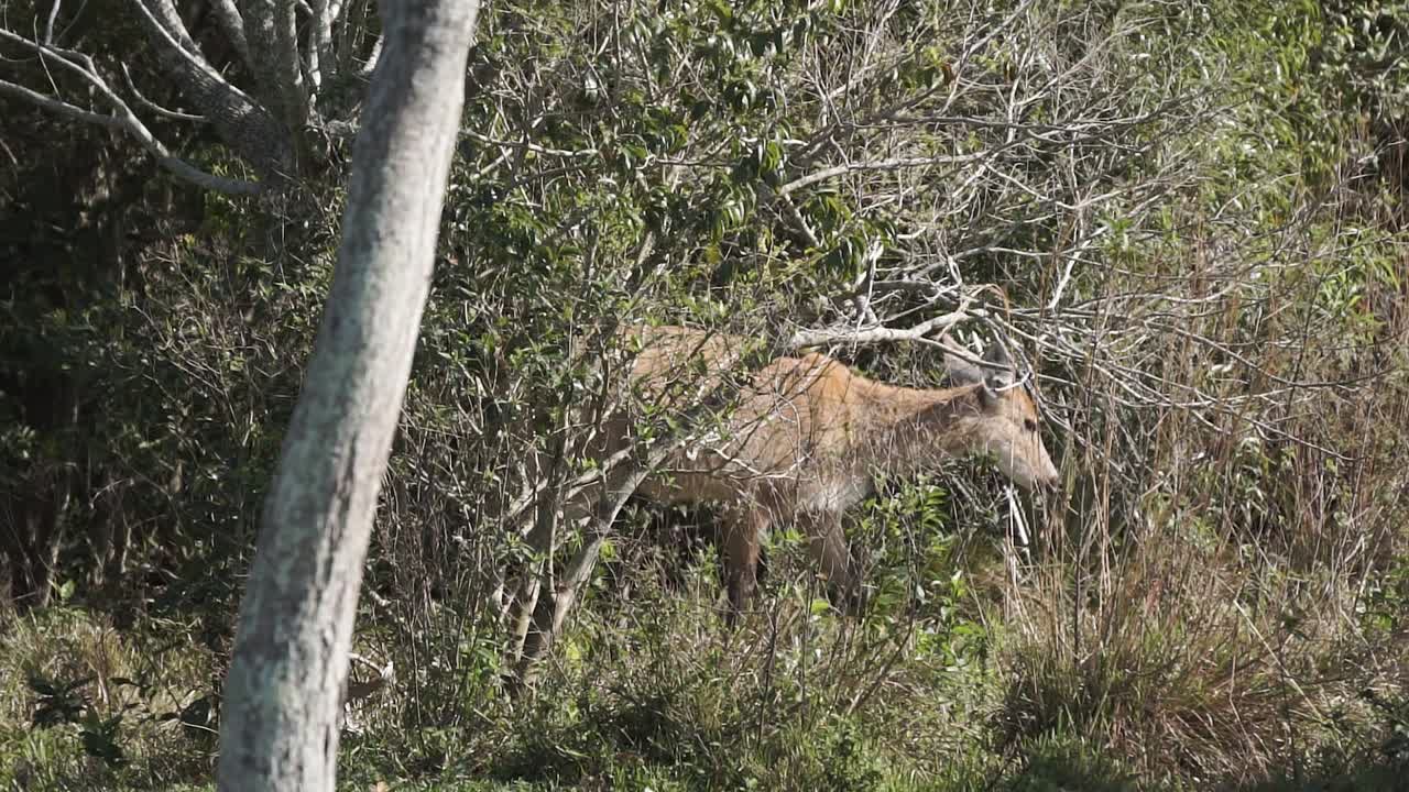 Ripresa in movimento di cervi delle Pampas in via di estinzione che camminano tra i cespugli, Parco Nazionale dell'Iberá.