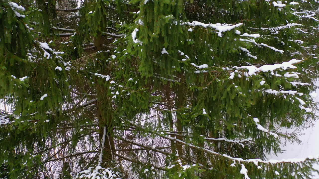 Drone view of snow covered forest. Aerial view of car on country road in winter forest