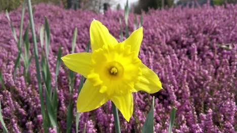 yellow daffodils with purple ground cover, spring time, slight wind blowing