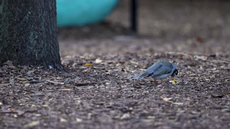 bird pecking at ground near tree