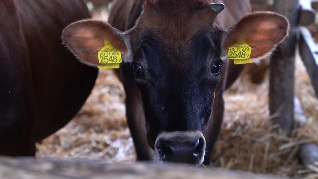 Kráva jersey hledící přímo, ukazující ušní známku identifikující zvíře v kravíně, kde se krmí senem.
