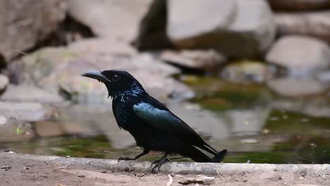 el drongo con cresta de pelo o es un ave en asia de la familia dicruridae que era conespecífico con dicrurus bracteatus o drongo con lentejuelas en el que puede ser difícil diferenciar entre sí