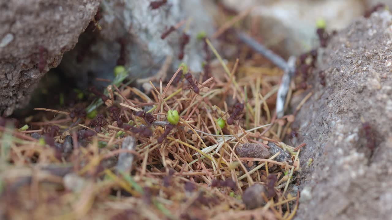 Formiche mietitrici del deserto di Sonora che trasportano bastoncini e boccioli di fiori attraverso le pietre, concetto di lavoro di squadra.