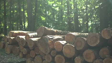 Sun-Rays-Passing-Through-The-Foliage-Of-Trees-With-Pile-Of-Cut-Tree-Logs-On-The-Foreground-In-Koleczkowo,-Poland