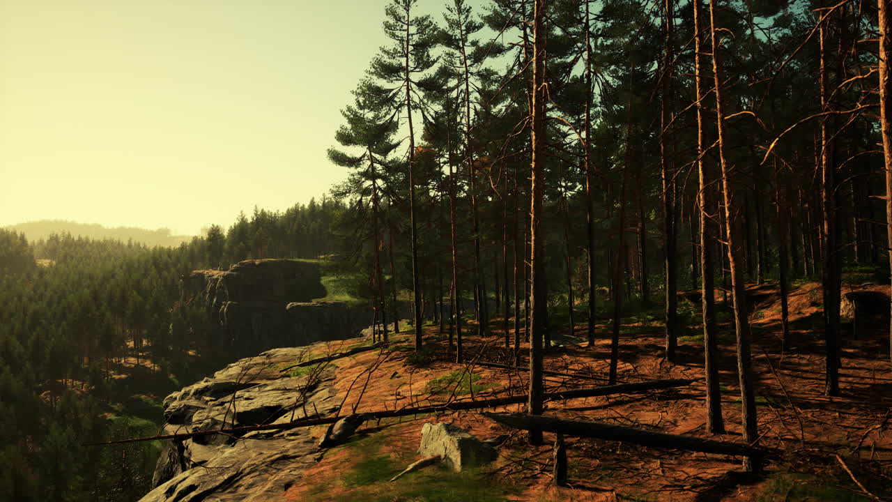 아름다운 알파인 숲 에서 해가 뜨는 새벽 에 야생 소나무 들