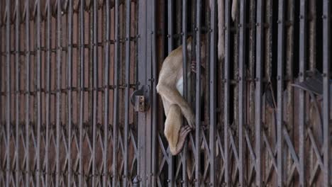 long-tailed macaque, macaca fascicularis, lop buri, thailand