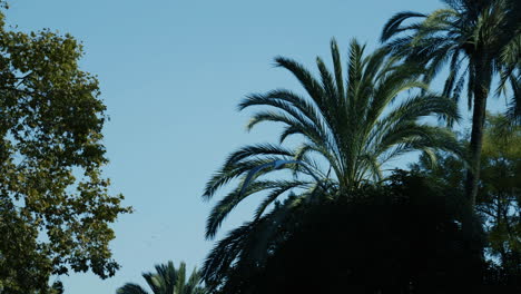 seagull flying over palm trees