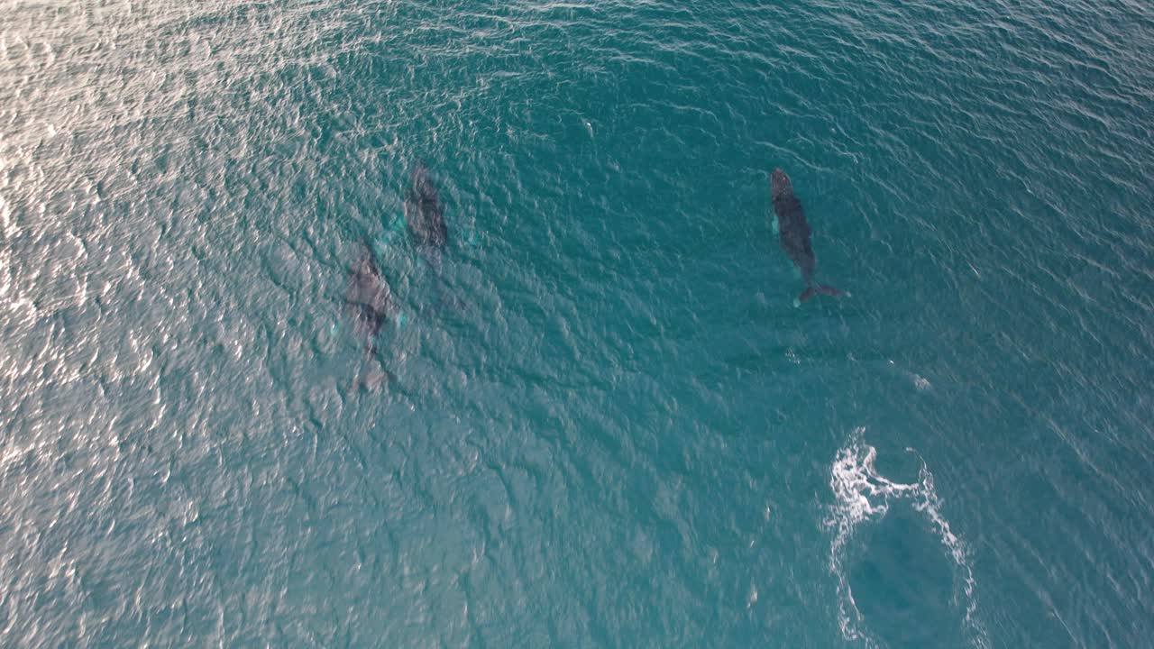 Top View Of Humpback Whales On Turquoise Ocean In NSW, Australia - Drone Shot