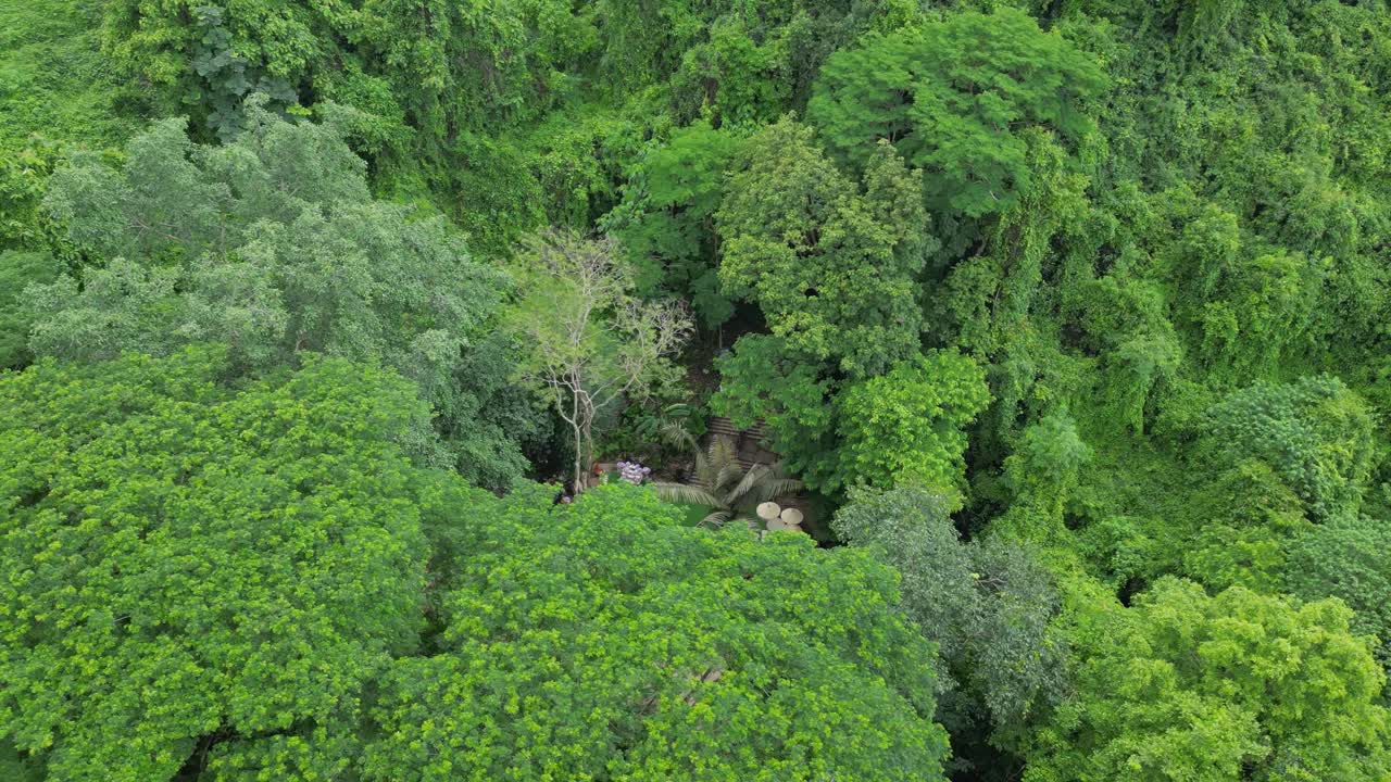 bosque verde y exuberante en el norte de tailandia