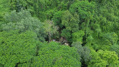 lush green forest in northern thailand