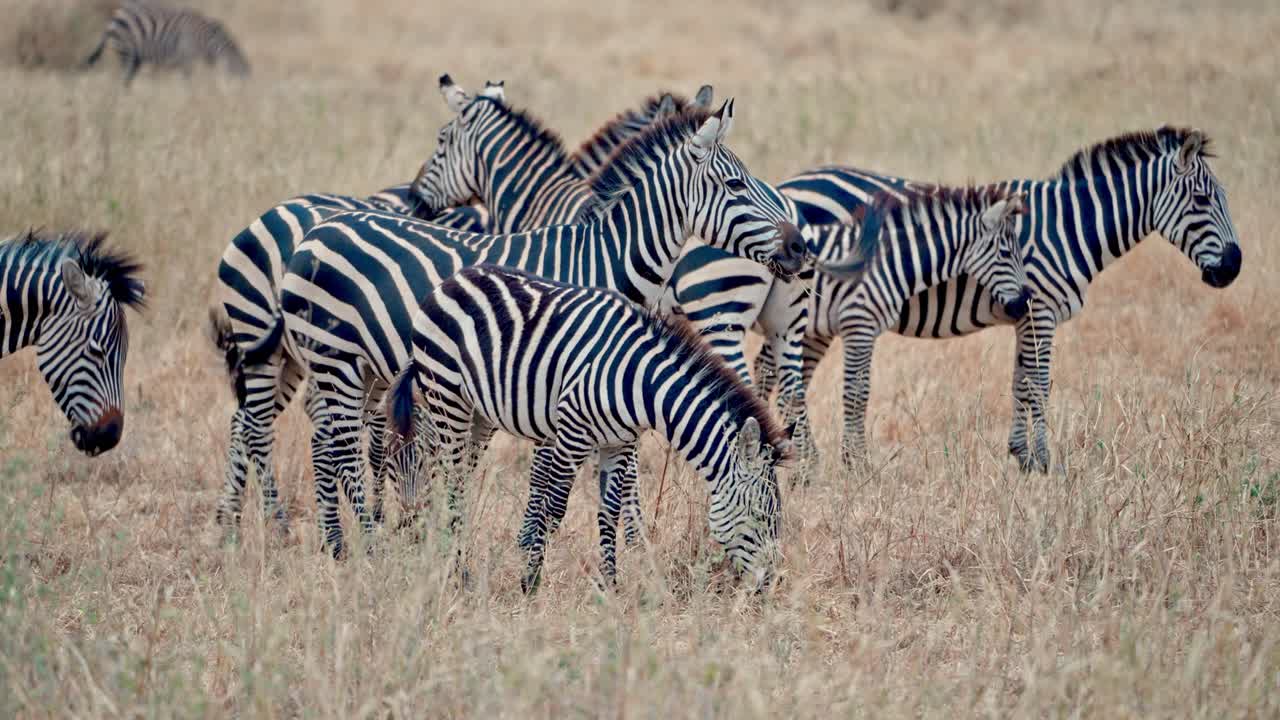 A herd Zebras grazing in Tarangire National Park, Tanzania
