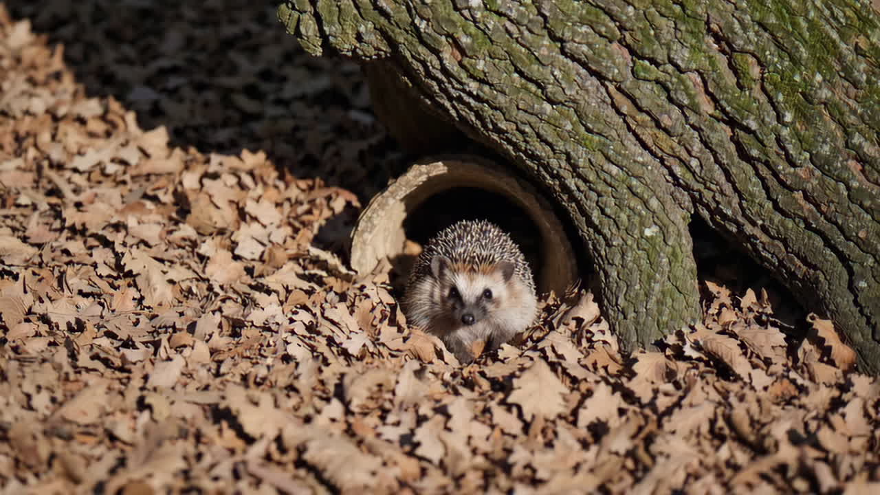 Hedgehog in a log tunnel