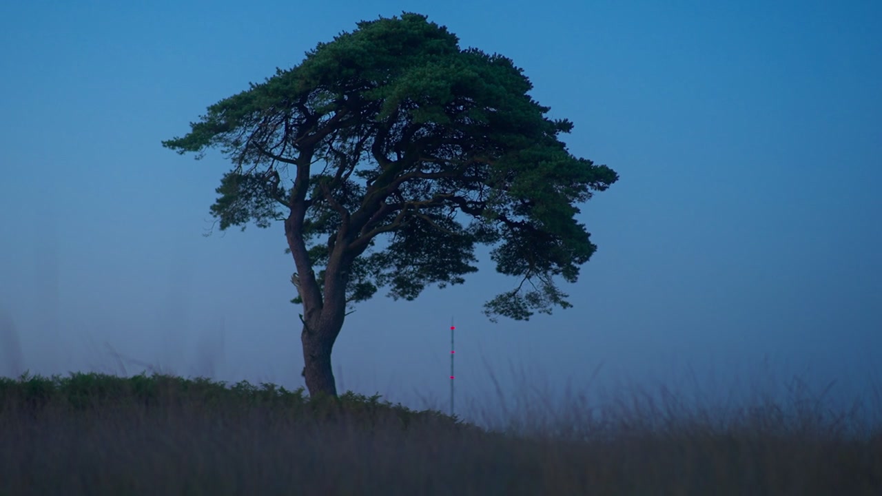 Albero isolato in cima a una collina contro un cielo pallido prima dell'alba 4K. Un albero spazzato dal vento in cima a una collina si erge contro un cielo pallido di prima mattina con erbe alte e morbide in primo piano.